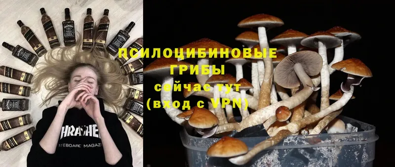 Галлюциногенные грибы Psilocybine cubensis  мега ССЫЛКА  Заречный 